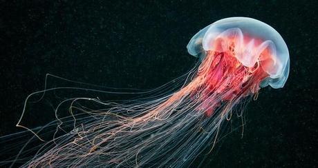 Enlaces de la semana (13/11)