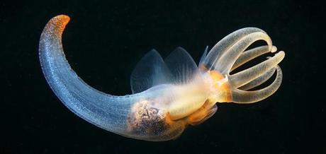 Enlaces de la semana (13/11)