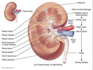 Potasio para los riñones