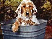 ¿Por champú hace espuma segunda?