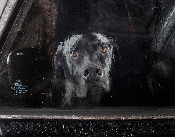 El silencio de los perros