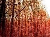 Yann Tiersen Dust Lane