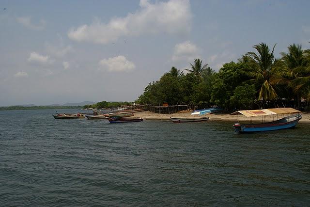 Los manglares de la bahía Los manglares de la bahía