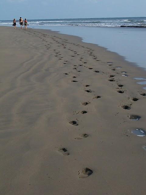 Los manglares de la bahía