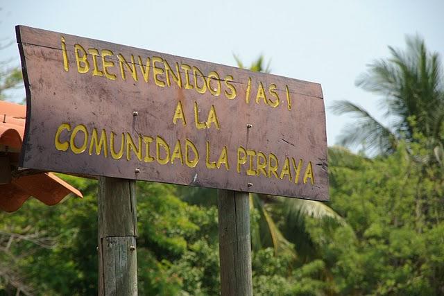 Los manglares de la bahía Los manglares de la bahía