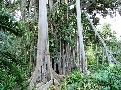 Concurso de Aniversario: Concursante 5 (Jesús_rioMoros)