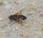 Moscas como abejas