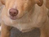 Perrito abandonado (Cadiz)