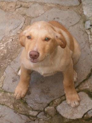 Perrito abandonado (Cadiz)