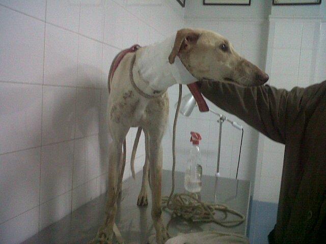 Julia, la maldad del galguero... otra vez mas