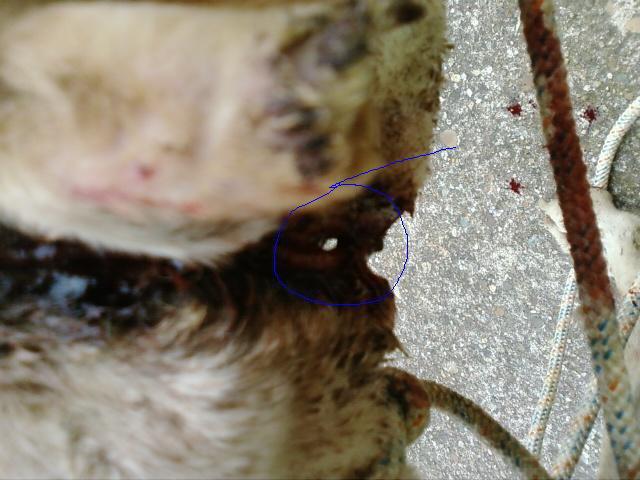 Julia, la maldad del galguero... otra vez mas