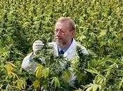 EEUU: Científicos hallan fórmula para desarrollar variante cannabis efectos alucinógenos