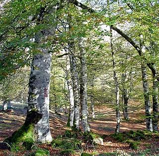 Consejos para la Plantación de Árboles y Arbustos