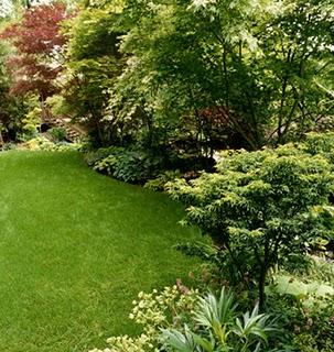 Consejos para la Plantación de Árboles y Arbustos