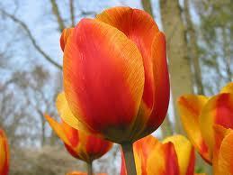 Tulipán en Primavera