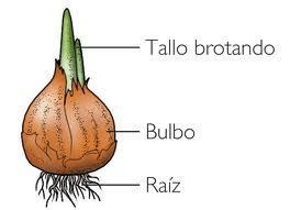 Tulipán en Primavera