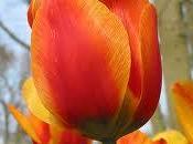 Tulipán Primavera