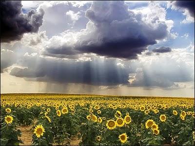 GRACIAS MAMÁ POR DEDICARME TODA UNA VIDA
