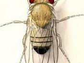 famosa Drosophila melanogaster