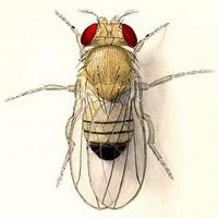 La famosa Drosophila melanogaster