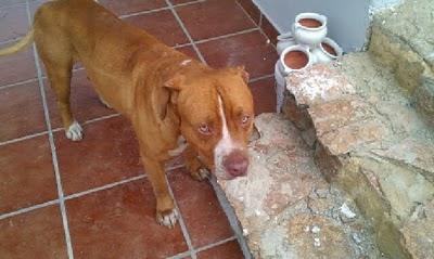 Lo han abandonado por ser demasiado bueno y manso. MUY URGENTE!! (Valencia)