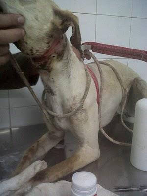 Julia, otra recompensa más de la crueldad humana, intento de ahorcamiento.