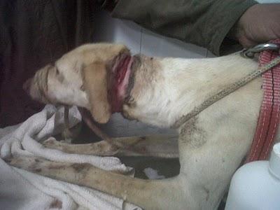 Julia, otra recompensa más de la crueldad humana, intento de ahorcamiento.