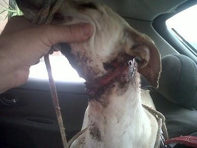 Julia, otra recompensa más de la crueldad humana, intento de ahorcamiento.