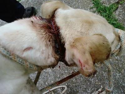 Julia, otra recompensa más de la crueldad humana, intento de ahorcamiento.