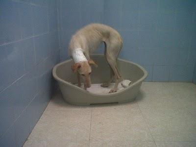 Julia, otra recompensa más de la crueldad humana, intento de ahorcamiento.