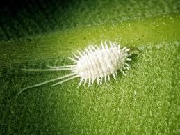 Cochinilla en las Plantas