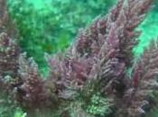 algas podrían clave para Limpieza residuos nucleares