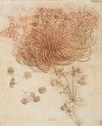 A Leonardo Da Vinci también le gustaba la botánica