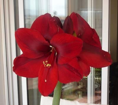 Amarilis - Amaryllis belladona