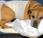 Cuidados postoperatorios mascotas