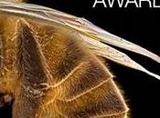 Wellcome Image Awards. Fotografía médica.