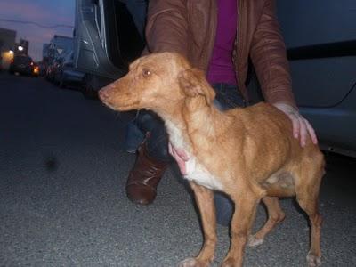 Niño, Podenco pequeño encontrado desnutrido, maltratado y abandonado (CADIZ)