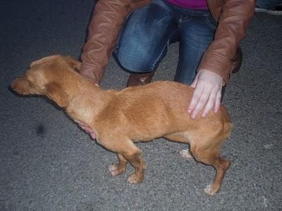 Niño, Podenco pequeño encontrado desnutrido, maltratado y abandonado (CADIZ)