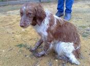 Perrita Sevilla terrible estado desnutrida maltratada. URGENTE!!!