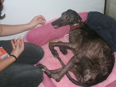 LUISA, morir en vida.