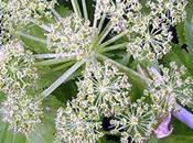 Angelica para piel ángel