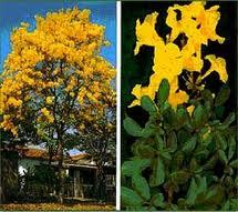 Brasil, Árbol y Flor Nacional, Ipê - Paperblog Brasil, Árbol y Flor Nacional, Ipê - Paperblog