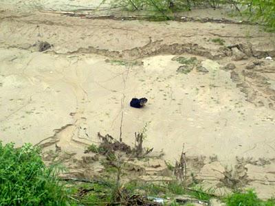 URGENTE!! PERRITO PEQUEÑITO (Córdoba) acogida o va perrera ya.