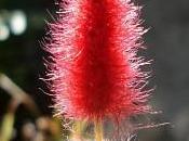 Curarse plantas: rabo gato