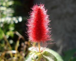 Curarse con las plantas: el rabo de gato