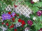 Clemátides hermosa trepadora