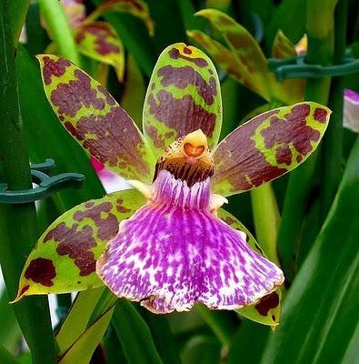 Iluminación y fijación de las Orquídeas