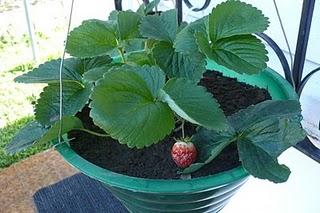 Sólo en el pueblo de Jayuya, había visto una mata de fresas