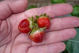 Sólo en el pueblo de Jayuya, había visto una mata de fresas