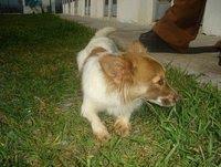 LA MATAN ALGUNA ACOGIDA O ADOPCIÓN?